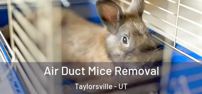  Air Duct Mice Removal Taylorsville - UT